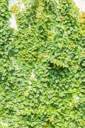 The Creeper Plant on the White Wall, Autumn