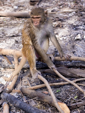Sad monkeyの写真素材