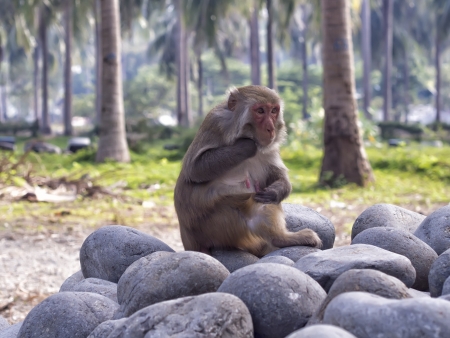 Displeasure monkeyの写真素材