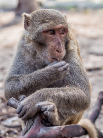 Concerned sitting monkeyの写真素材