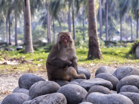 Sleeping monkeyの写真素材