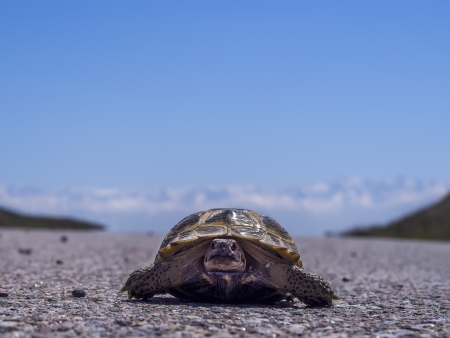 Turtle on the roadの写真素材