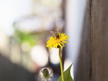Bee on the flower dandelionの写真素材
