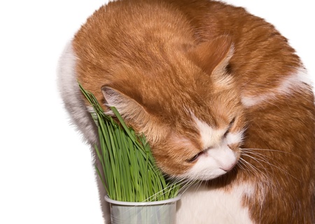 Red cat eating green grass isolated