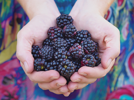 Hands holding black raspberriesの写真素材