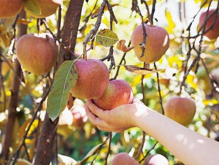Girl holding apple on the tree
