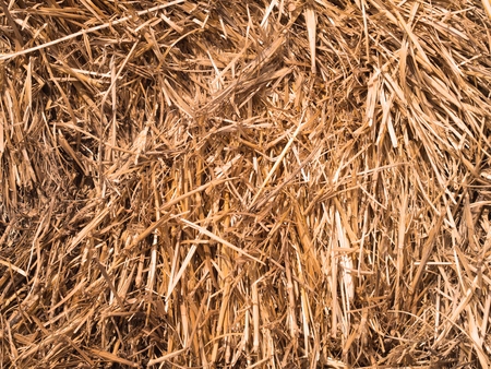 Hay backgroundの写真素材