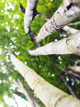 Bamboo green forest background outdoorsの写真素材