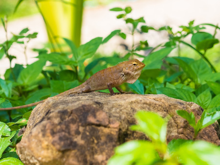 Brown lizard on the stone in Thailandの写真素材