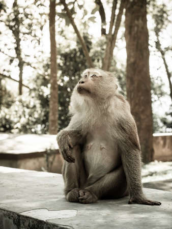 Monkey sitting on the road at the parkの写真素材