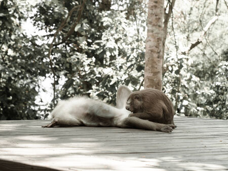 Monkey female courting male in the wildの写真素材