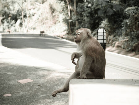 Monkey sitting on the road at the parkの写真素材