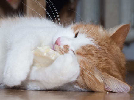 Red cat eating cabbage stalk at homeの写真素材