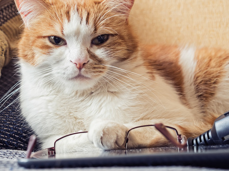 Portrait of yellow sad sick cat lying at homeの写真素材