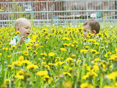 Portrait of two little boys together sitting in dandelion field outdoorの写真素材