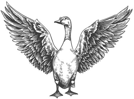 Goose with wings in engraving style. Vector illustration.のイラスト素材