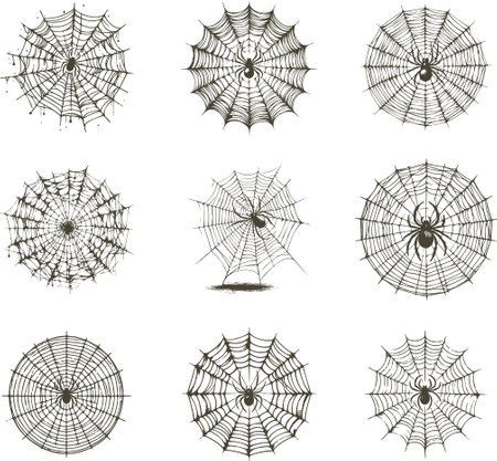 Spider web set isolated on white background. Vector illustration. Eps 10.のイラスト素材