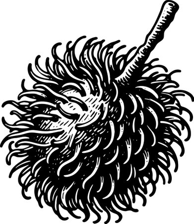 Tropical Fruit Rambutan.Vector illustration ready for vinyl cutting.のイラスト素材