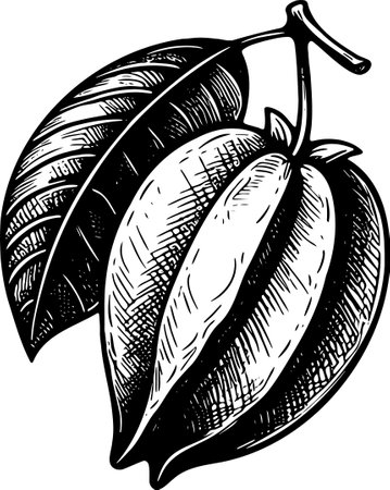 Cacao Fruit.Vector Illustration ready for vinyl cutting.のイラスト素材