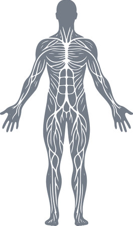Human Nervous System Diagram in Monochrome Vector Styleのイラスト素材