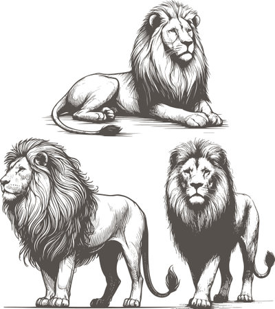 Hand Drawn Male Lion Sketches Monochrome Vector Illustrationのイラスト素材