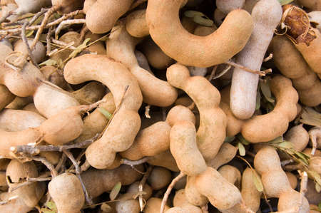 Podded fruit of the tamarind tree, latin name Tamarindus indica, for sale on a market stall in Cambodia の写真素材