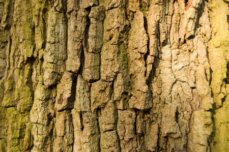 Close up view of the texture of bark on an old oak tree.の写真素材