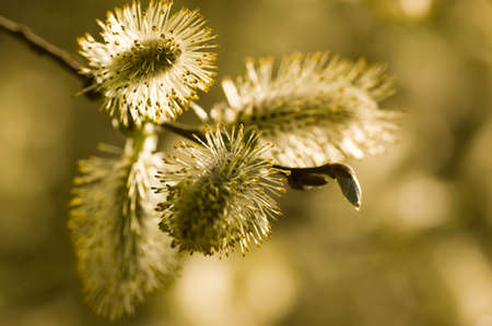 Close up image of pussy willow blossom on the tips of tree branches in the Spring.