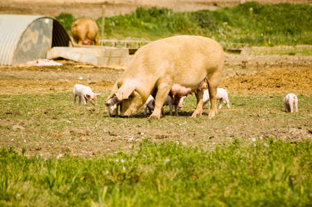 Mother sow with piglets beside a sty on a farm in Berkshire 