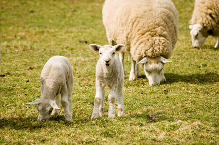 A curious lamb gazes at the viewer as its twin and other sheep continue grazing in a field の写真素材