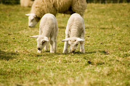 Twin lambs grazing in a springtime field 