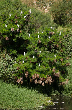 A flock of egret birds, latin name mesophoyx intermedia, roosting in a tree beside the river running...