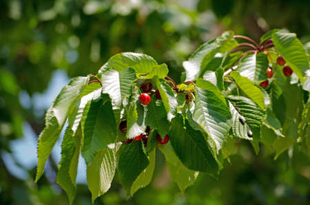 A branch of cherries ripening on a tree in Venice, Italy