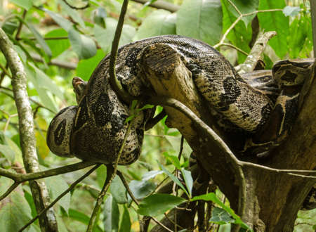 A boa constrictor snake resting in a tree in the rainforest of Tobago.