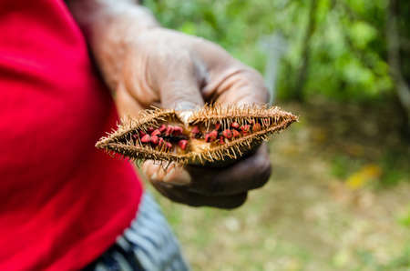 Close up of red seeds in a roucou pod being held by a man in a red t-shirt.  The Bixa Orellana, or Achiote shrub grows across South America and produces annatto red food colouringの写真素材