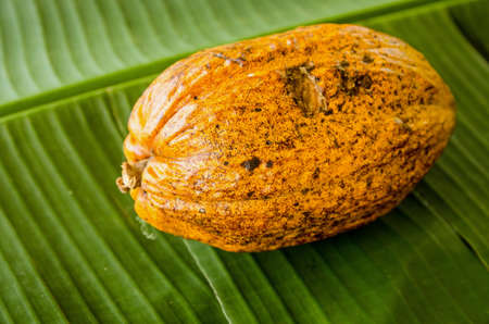 Ripe cocoa pod from the Theobroma cacao tree, full of beans which can be turned into chocolate.の写真素材