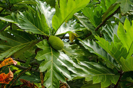 Breadfruit, latin name Artocarpus altilis, ripening on a tree in Tobago.の写真素材
