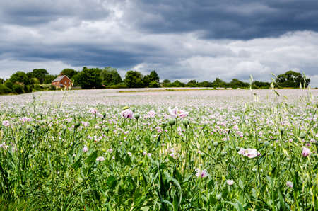 A field of opium poppies flowering on a farm in Basingstoke, Hampshire. The crop is used for the pharmaceutical industry.の写真素材