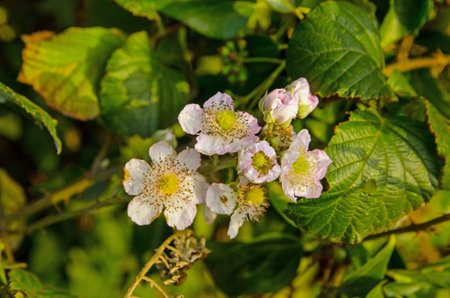 Blackberry flowers in an English hedgerow in the autumn.の写真素材