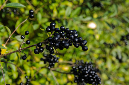 Detail of a hedgerow in autumn with round, black berries glistening in the sunshine.  Hampshire, UK.の写真素材