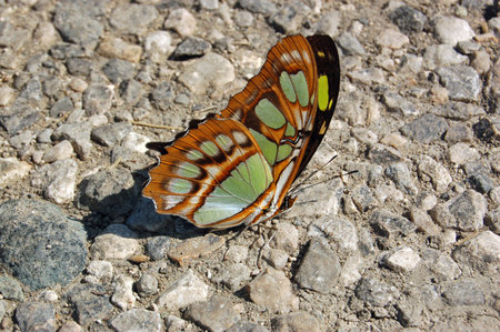A lovely green and black Malachite butterfly resting on a stony path in Cuba.の写真素材