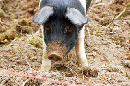A saddleback pig face on, looking up after rooting around in the earth for some food.