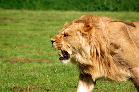 Lion Roaring 'Panthera Leo', African lion snarling. Male lion roaring as he chases a lioness.