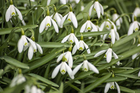 A bank of wild snowdrop flowers blooming in the spring in the English countryside.の写真素材