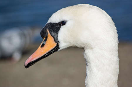 Portrait of a swan in the Spring sunshine.