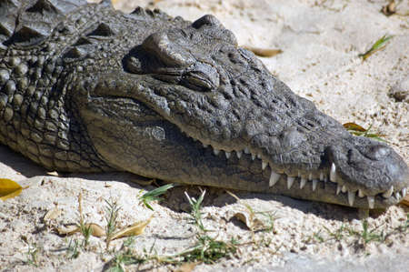 A Nile crocodile with its eyes closed. Egypt, Africa.の写真素材