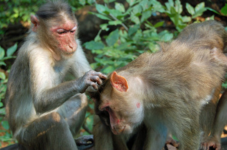One Rhesus macaque monkey (Macaca Mulatta) picking fleas and ticks from the scalp of another member...