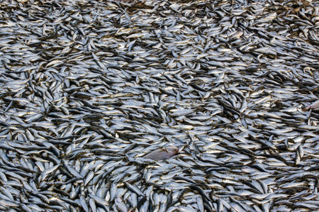 Thousands of fish, mostly sardines, laid out on the beach in Goa, India. Still resting on the net...