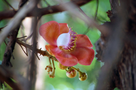 A large flower from the tropical Cannonball Tree, Couroupita guianensis. Sacred with Hindus because of its association with the god Shiva, the Cannonball tree is grown around temples in India. This specimin is photographed in Mumbai (formerly Bombay), India.の写真素材