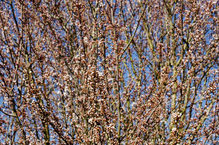 A flowering cherry tree covered in buds about to burst into pink blossom on a sunny day in February, Berkshire.の写真素材